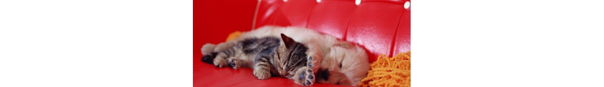 Kasa store vendita divanetti per cani e gatti on line dog for Arredamento online shop